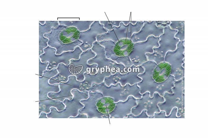 Epiderme de feuille avec stomates ouverts x100 (à compléter) - gryphea.org